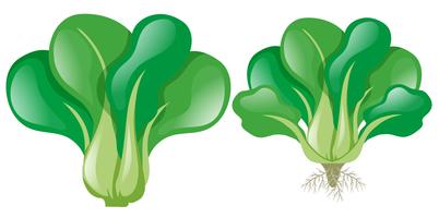 402x200 Spinach Leaves Free Vector Art