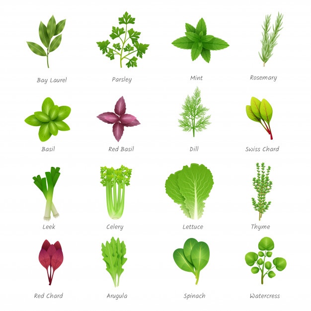 626x626 Spinach Vectors, Photos And Free Download