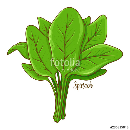 500x500 Spinach Vegetable Hand Drawing Stock Image And Royalty Free