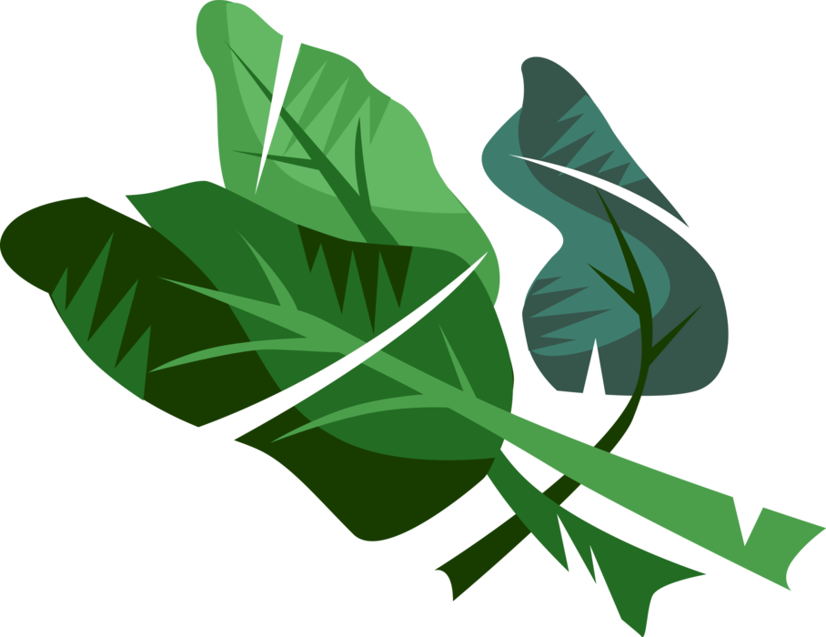 908x700 Spinach Vegetable Leaf