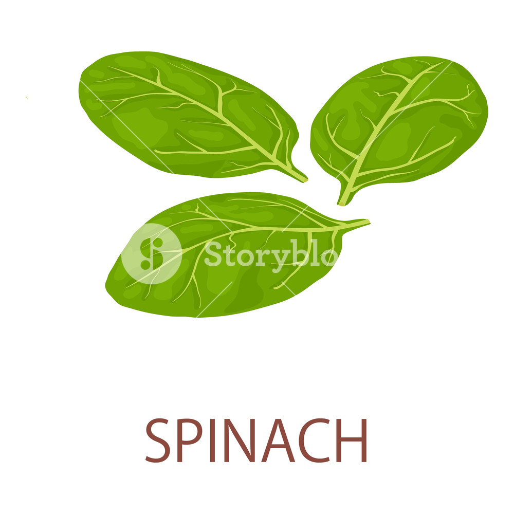 1000x1000 Spinach Icon Isometric Illustration Of Spinach Vector Icon
