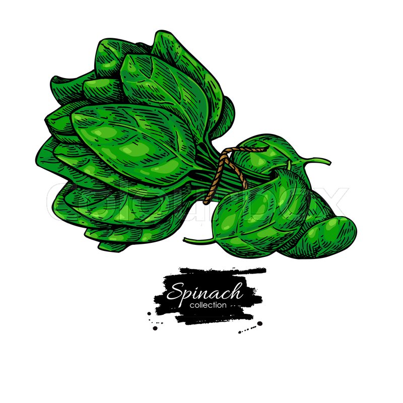 800x800 Spinach Leaves Bunch Hand Drawn Stock Vector Colourbox