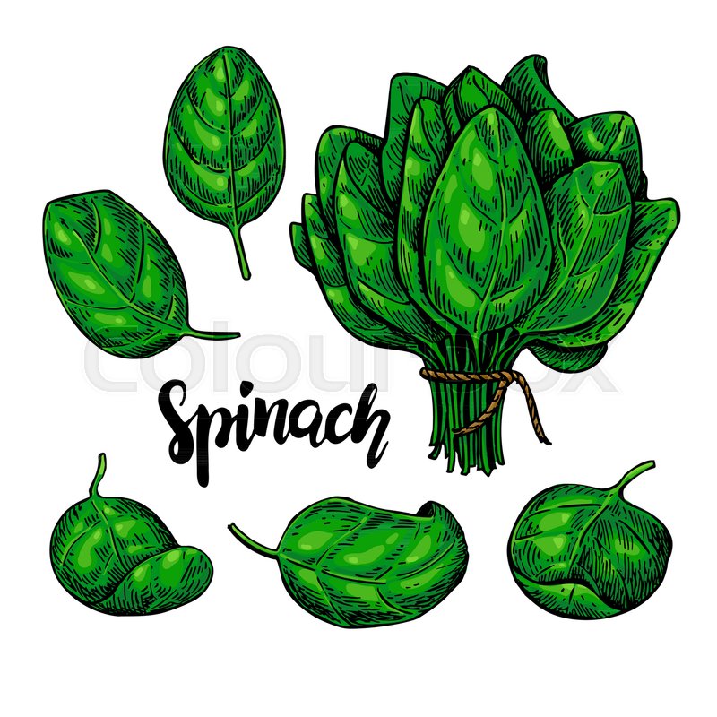 800x800 Spinach Leaves Hand Drawn Vector Set Stock Vector Colourbox