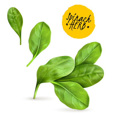 400x400 Spinach On Curated Vector Illustrations, Stock Royalty Free Images