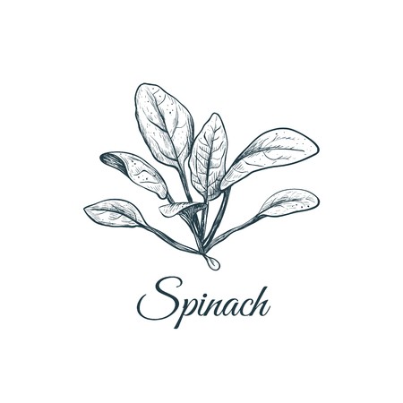 450x450 Spinach Sketch Drawing Spinach Vector Illustration Royalty Free