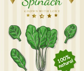 280x235 Spinach Vector