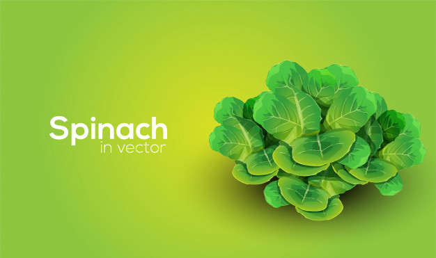 626x371 Spinach Vector Art Vector Premium Download