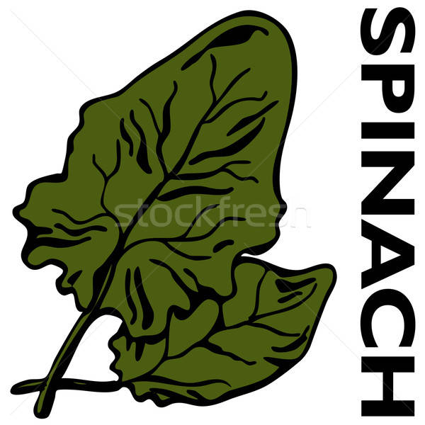 600x600 Spinach Vector Illustration John Takai
