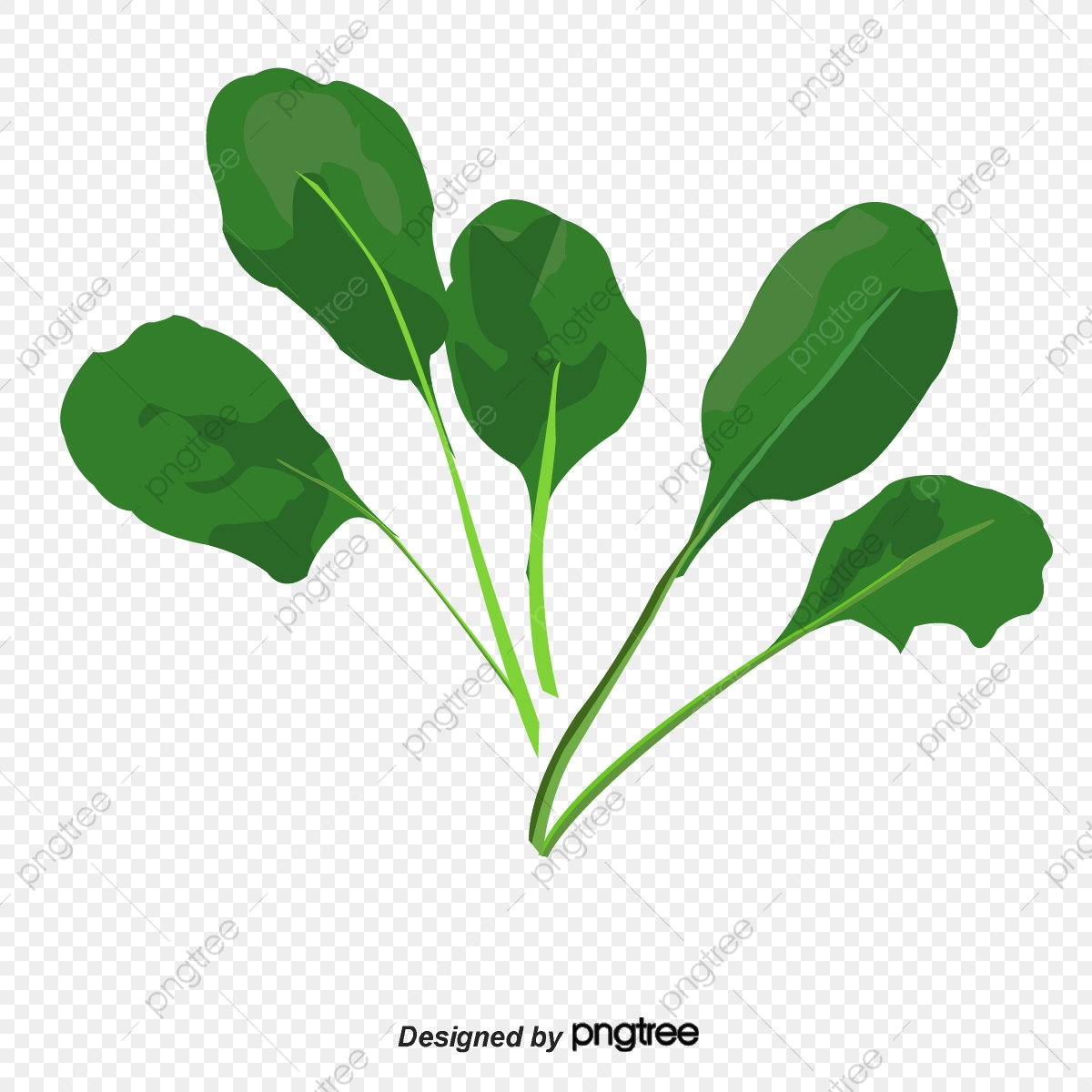 1200x1200 Vector Spinach, Spinach, Spinach, Vector Png And Vector