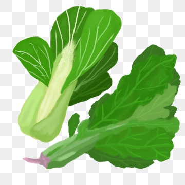 360x360 Green Spinach Png, Vector, And Clipart With Transparent