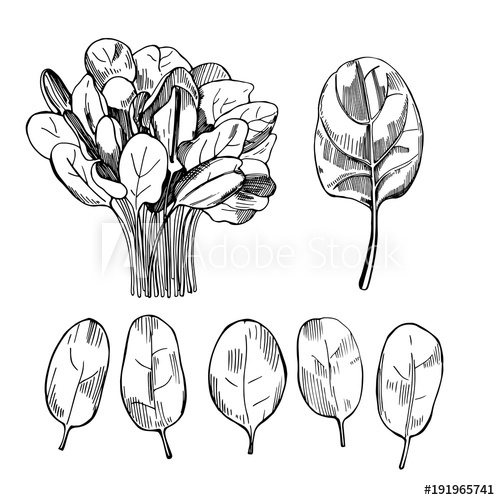 500x500 Hand Drawn Spinach Vector Sketch Illustration