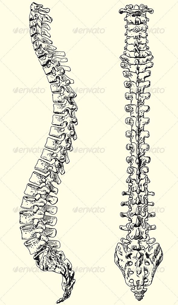 590x1011 Human Spine