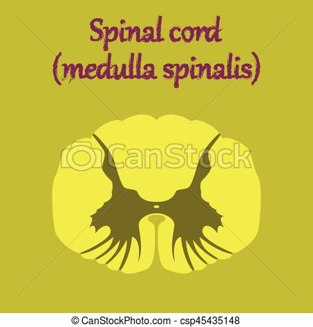 450x470 Human Organ Icon In Flat Style Spinal Cord Vector
