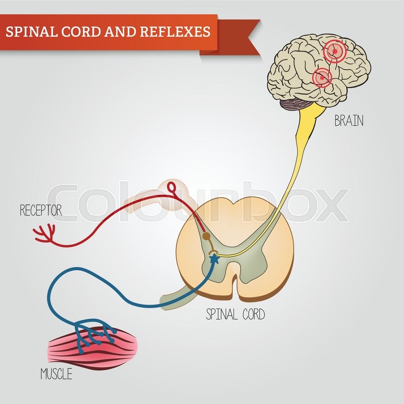 800x800 Infographics Spinal Cord And Reflexes Stock Vector Colourbox