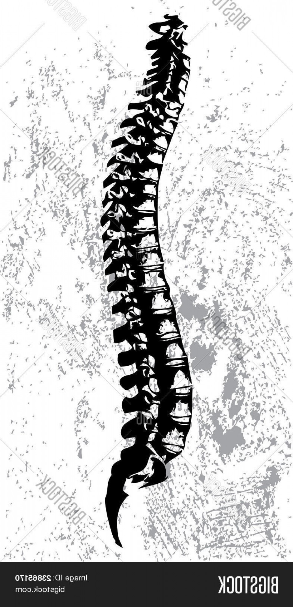 939x1944 Spinal Cord Vector Art Wallkeeper