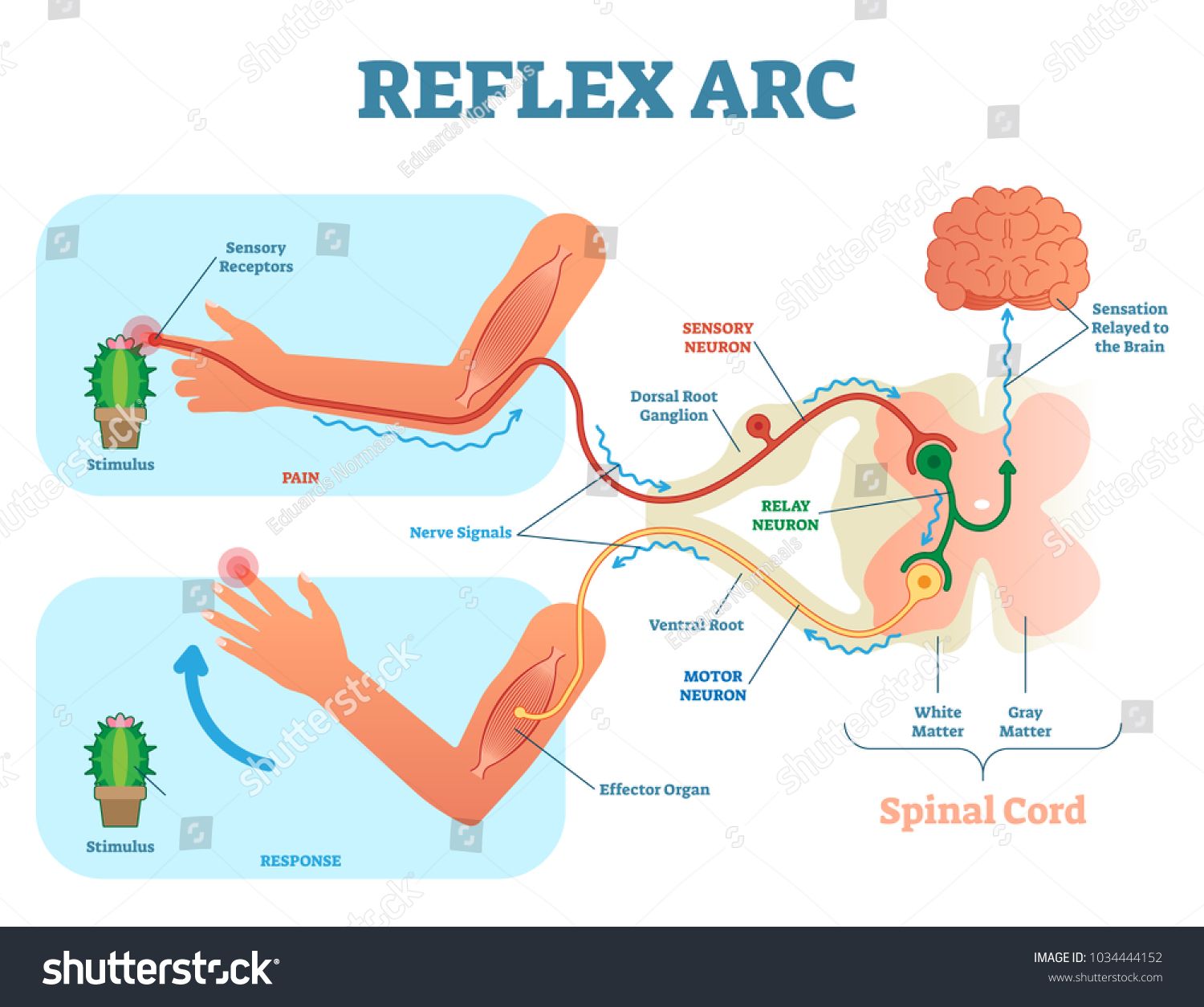 1500x1254 Spinal Reflex Arc Anatomical Scheme, Vector Illustration