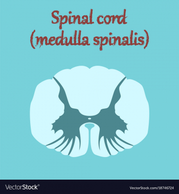 350x378 Spinal Cord