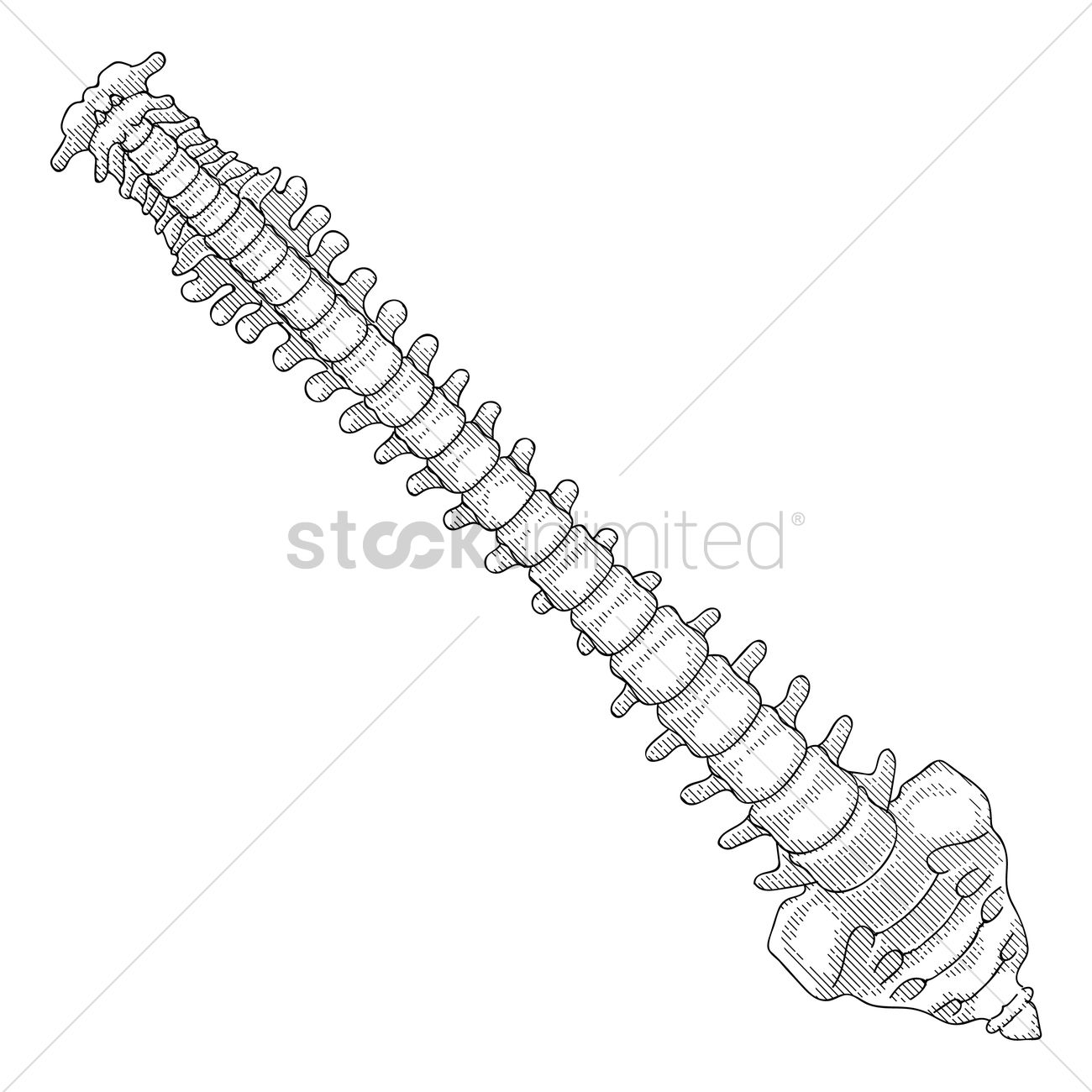 1300x1300 Spinal Cord Vector Image