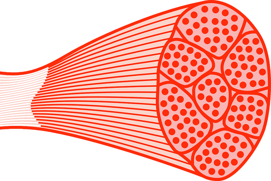 898x600 Spine Clipart Vector, Spine Vector Transparent Free For Download