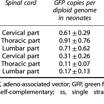 363x363 Vector Genome Copy Numbers Per Diploid Genome Detected