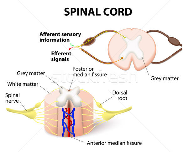 600x486 Spinal Cord Vector Illustration Tetiana Zhabska