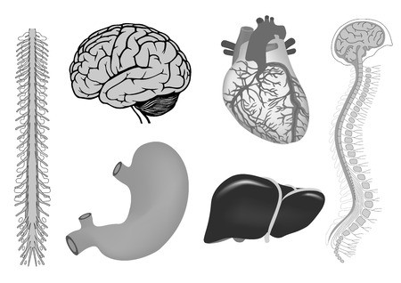 450x318 Vector Illustration Of Human Brian With Spinal Cord, Human Brian
