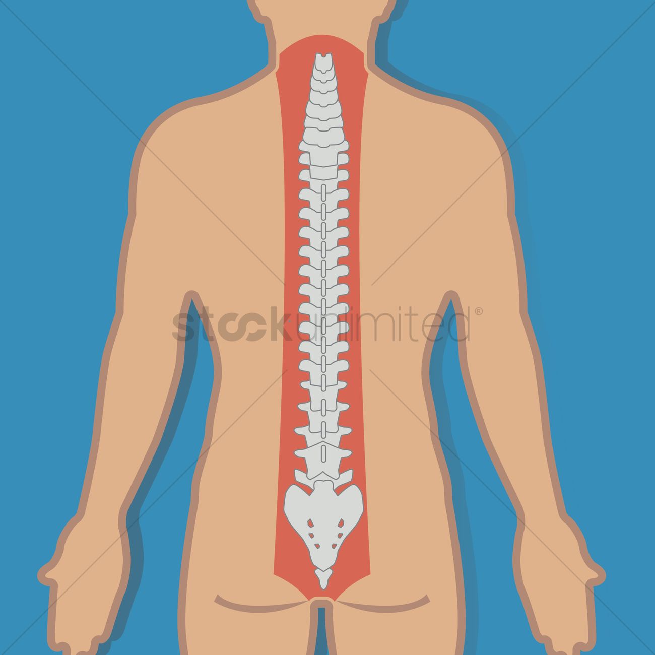 1300x1300 Free Human Spinal Cord Vector Image