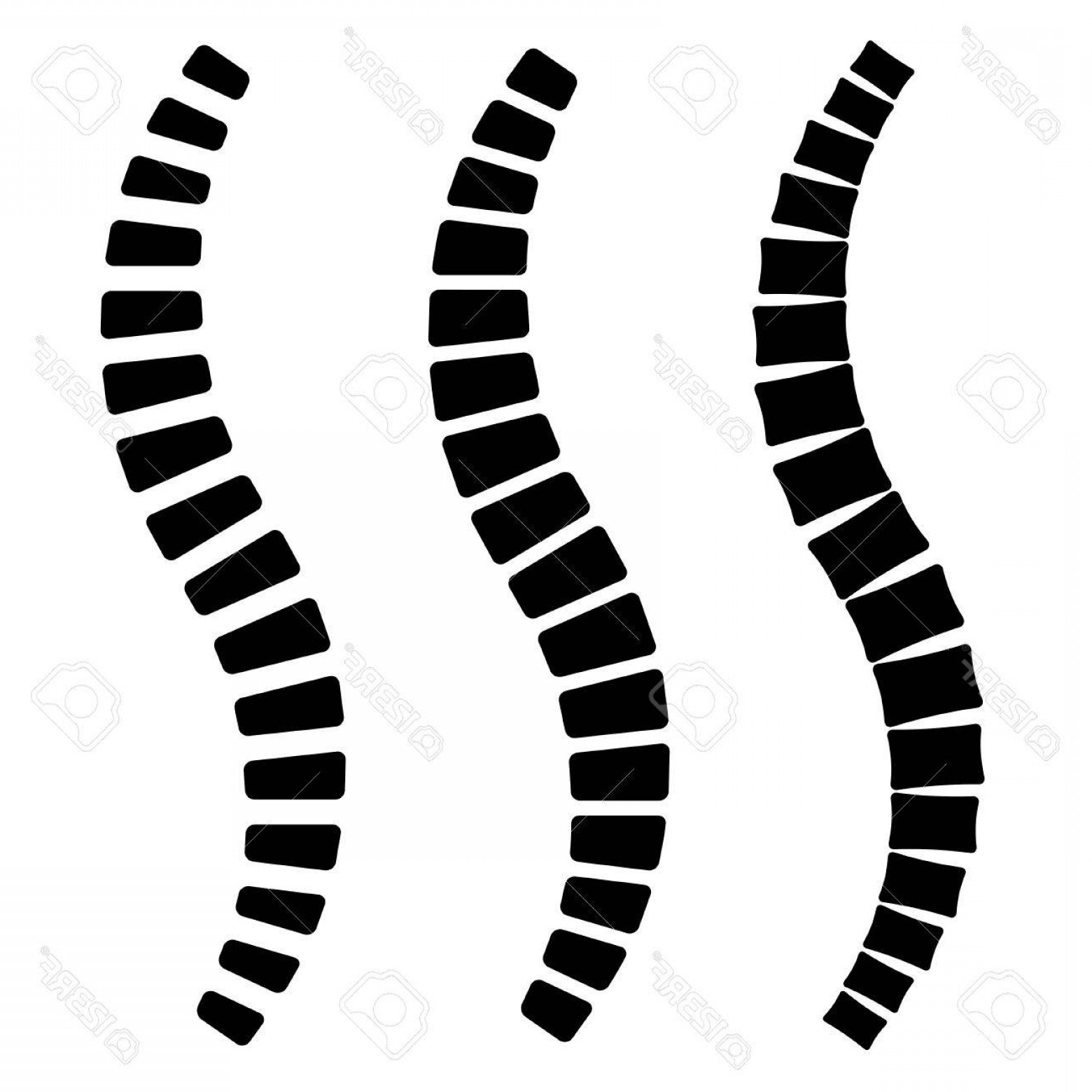 Photostock Vector Human Spine Simple Silhouettes Vector Catchsplace 1560x1560 Photostock Vector Human Spine Simple Silhouettes Vector Catchsplace