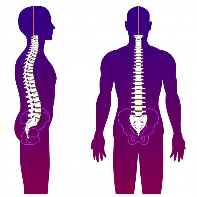 Spine Vectors, Photos And Free Download 626x626 Spine Vectors, Photos And Free Download