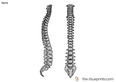 Spine Vector at Vectorified.com | Collection of Spine Vector free for ...