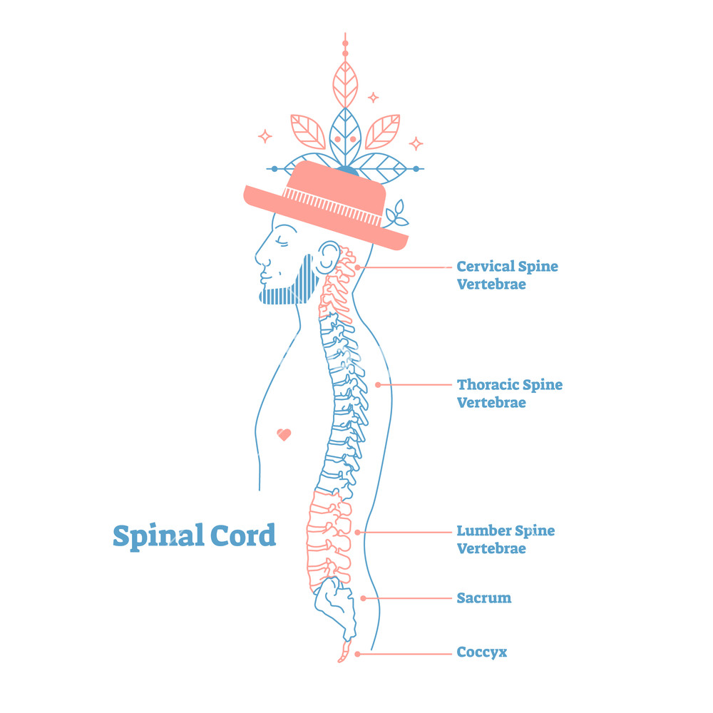 Artistic Style Anatomical Spine Vector Illustration 1000x1000 Artistic Style Anatomical Spine Vector Illustration