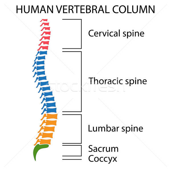 Diagram Of A Human Spine Vector Illustration Alexey Kazakov 600x600 Diagram Of A Human Spine Vector Illustration Alexey Kazakov