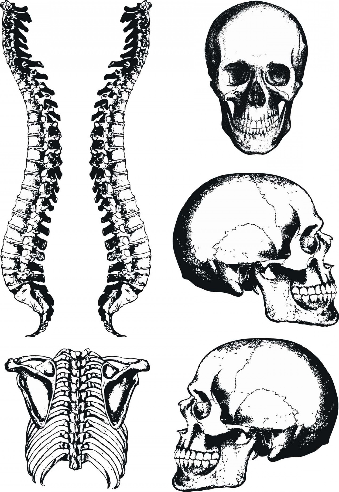 Human Anatomy Graphic Skull And Spine Vector Geekchicpro 1440x2091 Human Anatomy Graphic Skull And Spine Vector Geekchicpro