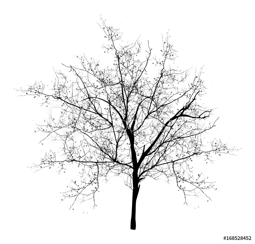 1000x955 Photo Art Print Spooky Dead Tree Vector Europosters