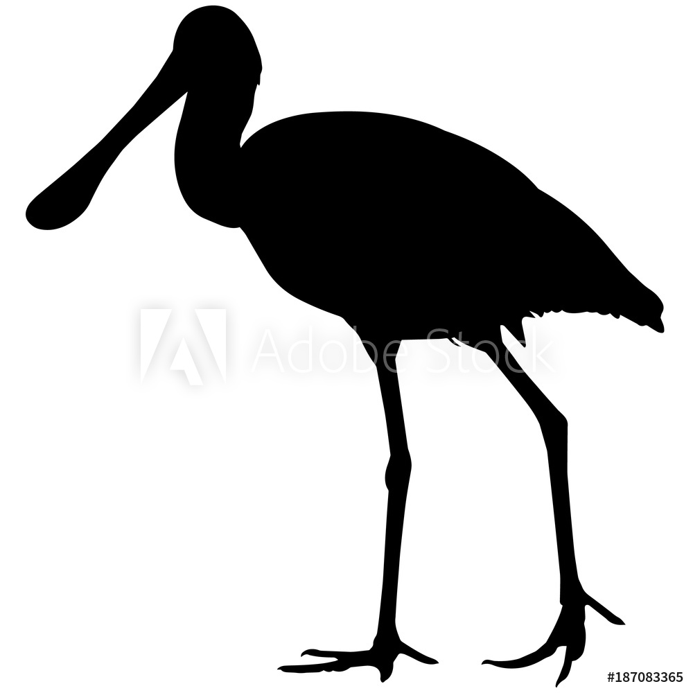 1000x1000 Photo Art Print Spoon Bill Silhouette Vector Graphics Europosters