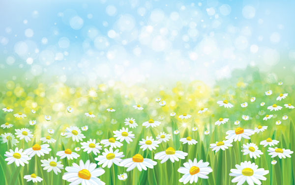 600x377 White Daisies With Spring Backgrounds Vector Set Free Download