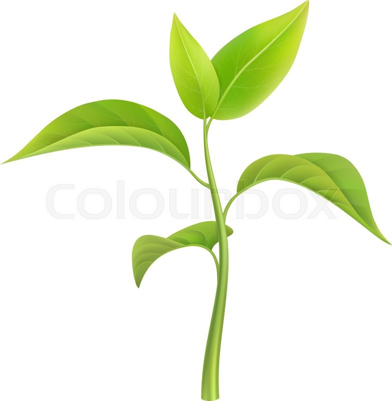 782x800 Green Sprout, Small Branch Young Stock Vector Colourbox