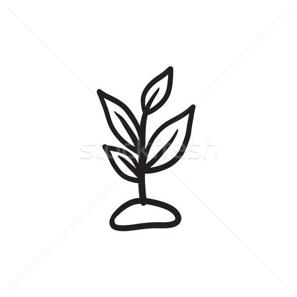 600x600 Sprout Stock Vectors, Illustrations And Cliparts
