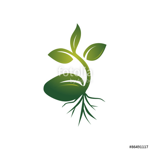 Realistic Sprout Seed Grow Vector Illustration Stock Image 500x500 Realistic Sprout Seed Grow Vector Illustration Stock Image