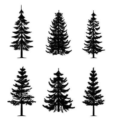 Spruce Tree Drawing at PaintingValley.com | Explore collection of ...