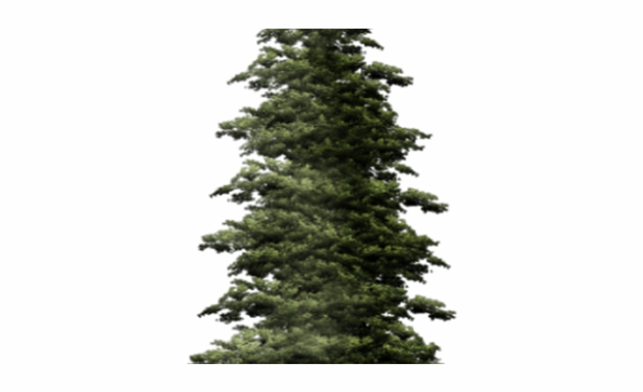 920x561 Cliparts For Free Download Evergreen Clipart Tall Skinny Tree
