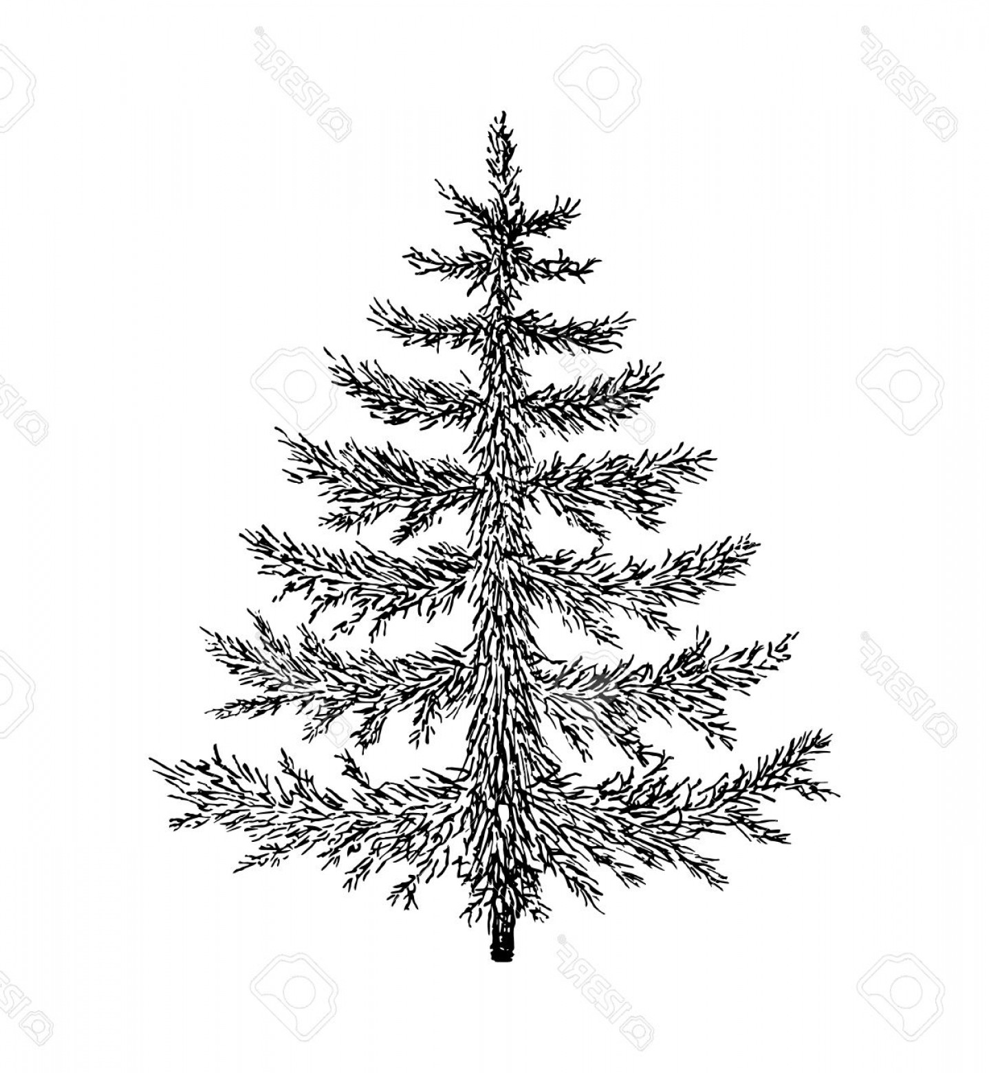 1438x1560 Photostock Vector Hand Drawn Evergreen Tree Without Decorations