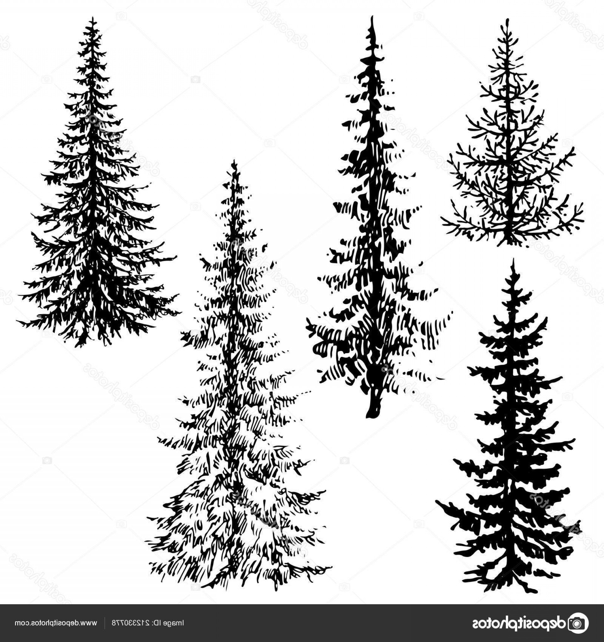 1920x2040 Stock Illustration Fir Coniferous Evergreen Tree Silhouettes