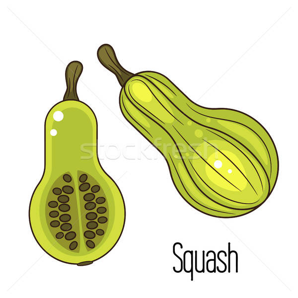 600x600 Squash Stock Vectors, Illustrations And Cliparts Stockfresh