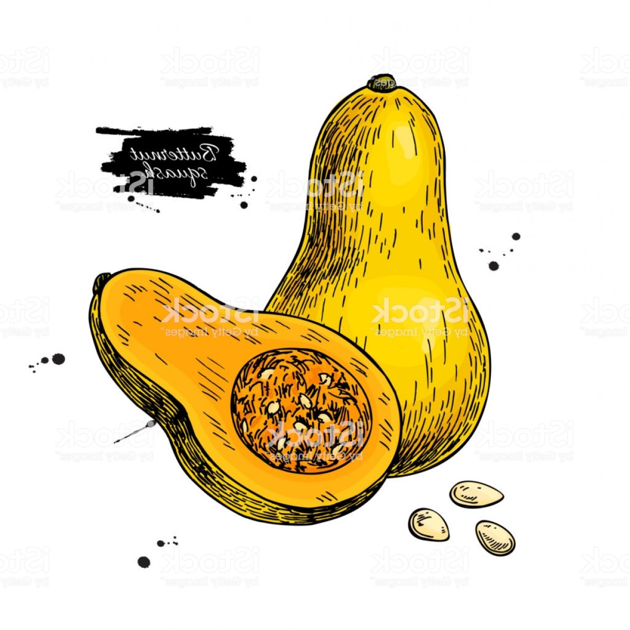 1228x1228 Squash Vector Soidergi