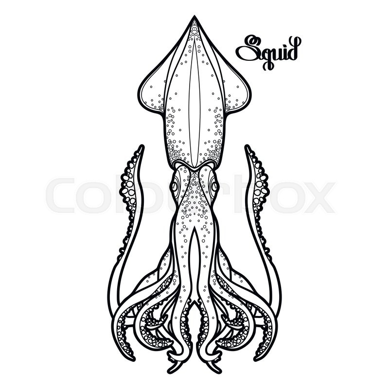 800x800 Graphic Vector Squid Drawn In Line Art Stock Vector Colourbox