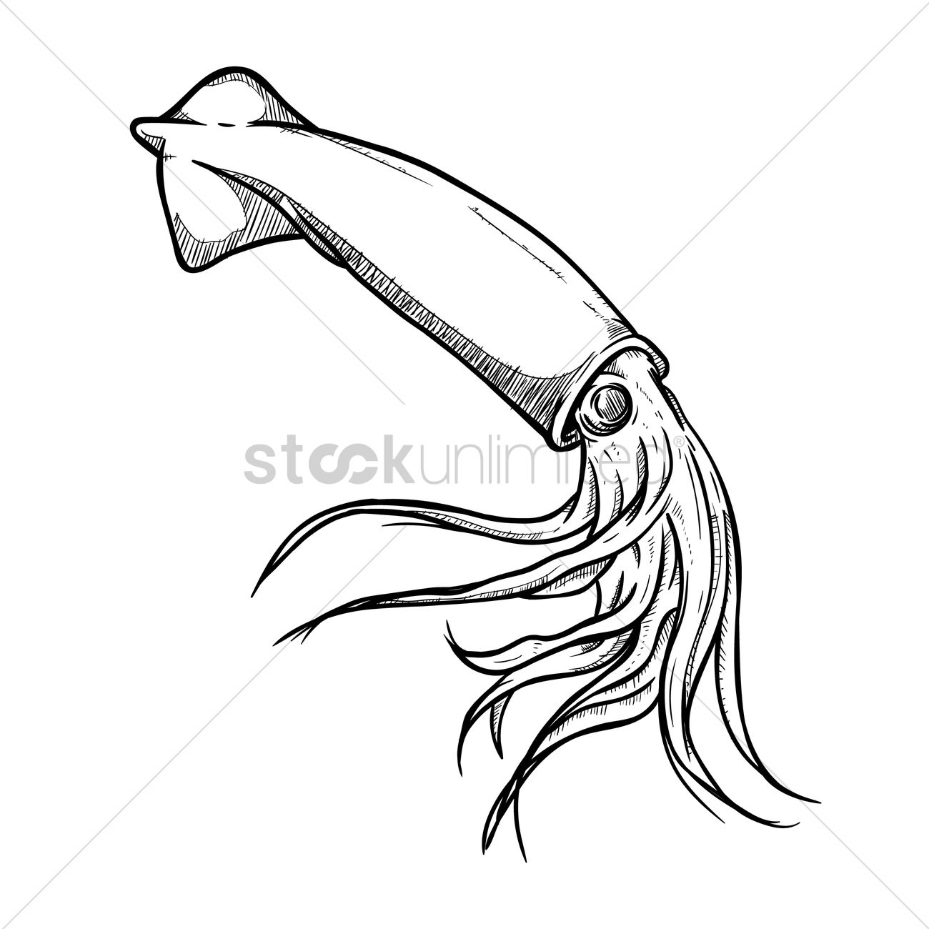 1300x1300 Squid Vector Image