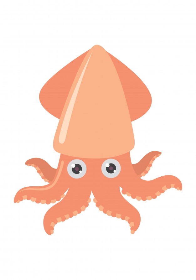 626x894 Squid Vectors, Photos And Free Download
