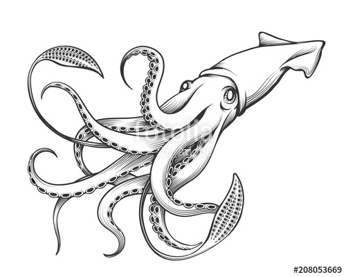 500x400 Giant Squid Engraving Illustration Stock Image And Royalty Free