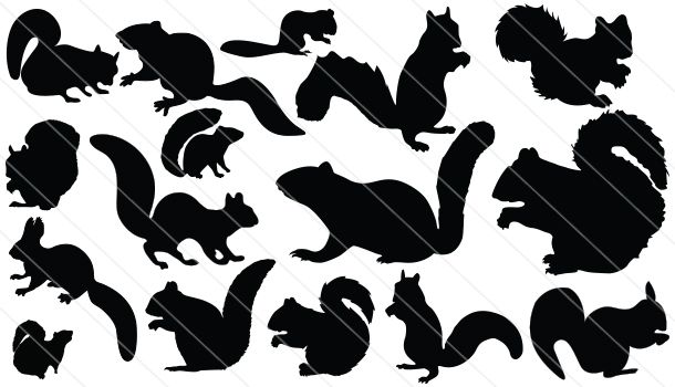 610x350 Squirrel Silhouette Vector